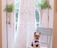 Dog Wedding Dresses Awesome Yorkie Wedding Dog In formal attire