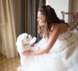 Dog Wedding Dresses Beautiful Pin by Rosie Brown On Love Of the Bichon