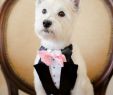 Dog Wedding Dresses Elegant 54 S Of Dogs at Weddings that are Almost too Cute for