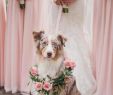 Dog Wedding Dresses Fresh Pin On Wedding Ideas