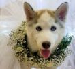 Dog Wedding Dresses Luxury How to Include Your Dog In Your Wedding
