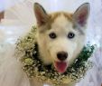 Dog Wedding Dresses Luxury How to Include Your Dog In Your Wedding