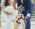 Dog Wedding Dresses New ð¹ Beautiful Wedding S Dogsinweddingsideas ð· Romantic